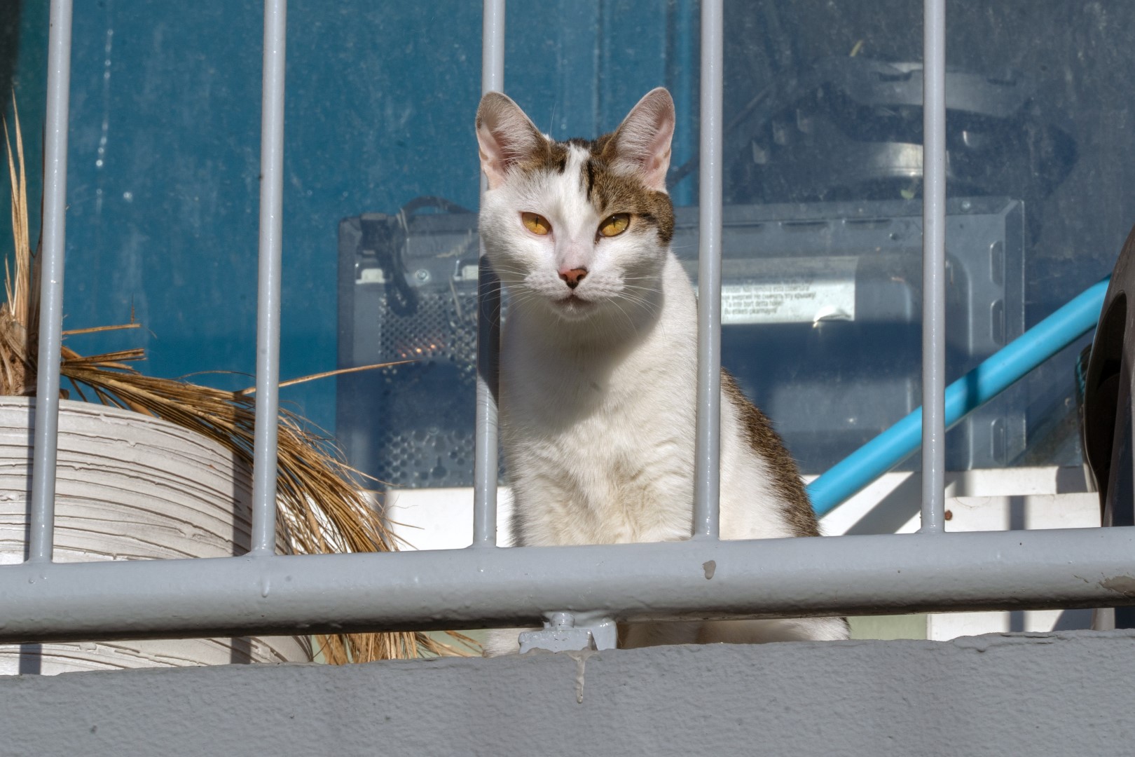 Voorzien Goederen Elektropositief Commotie om kat op balkon bij Scheldeplein in Alblasserdam -  Alblasserdamsnieuws.nl